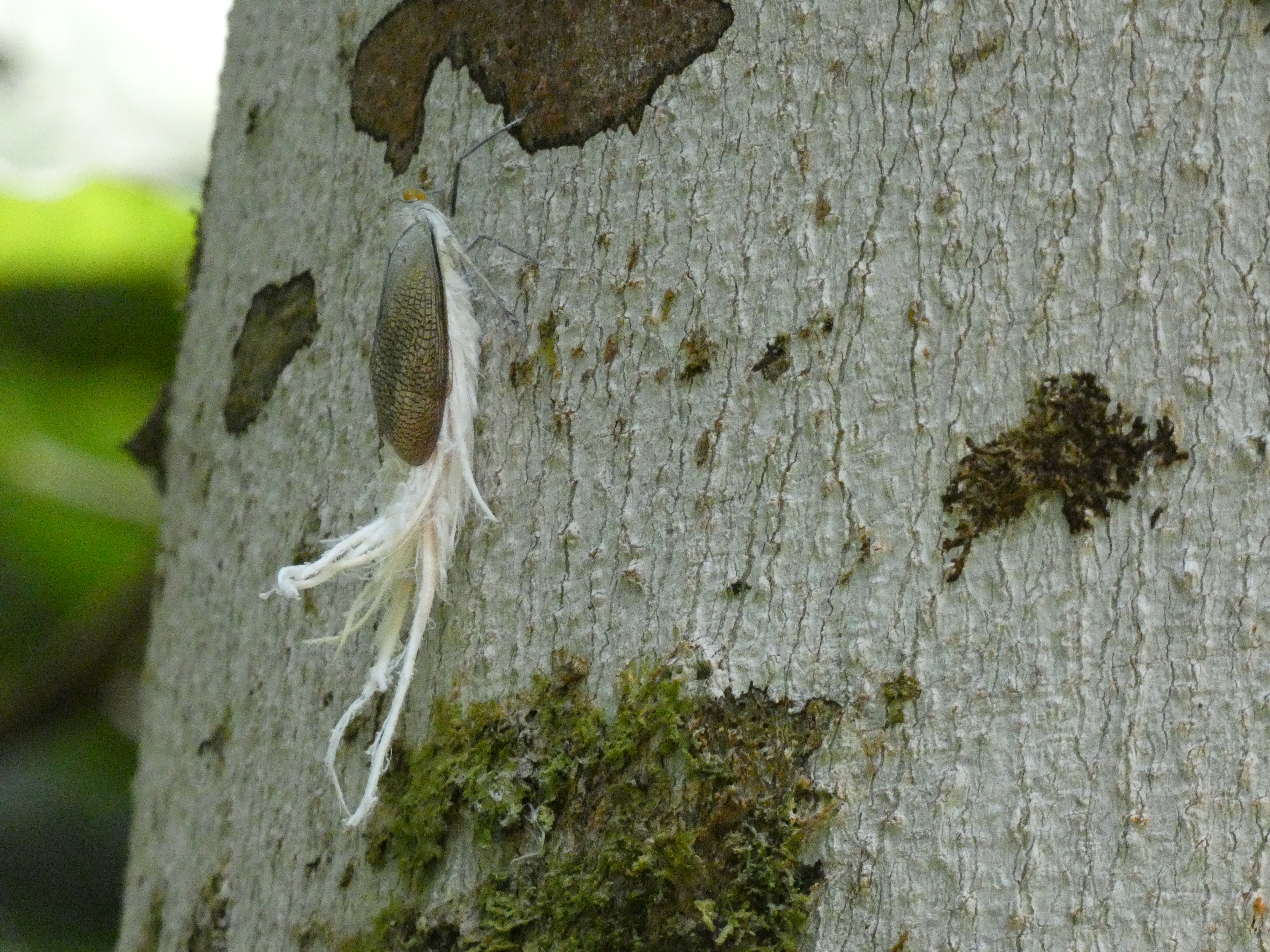 Fairy insect.