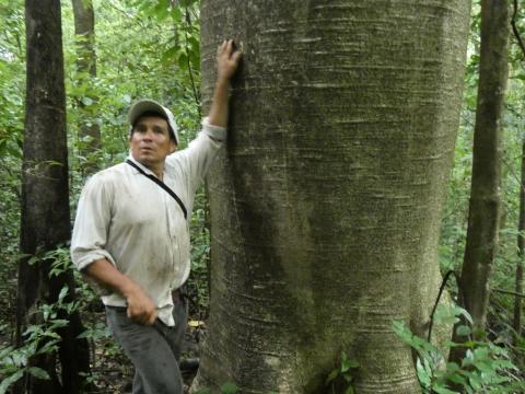 Our guide Jose next to Cuipo tree.