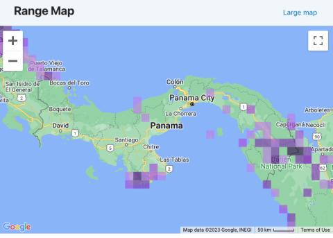 Sightings of Ara ambiguus in Panama