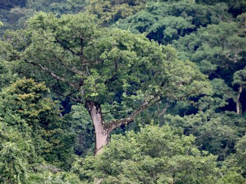 Cuipo trees.